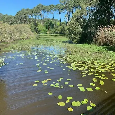 Les Pins, Terrasse, Piscine Et Jardin Clot, Vue Foret * Mimizan-Plage